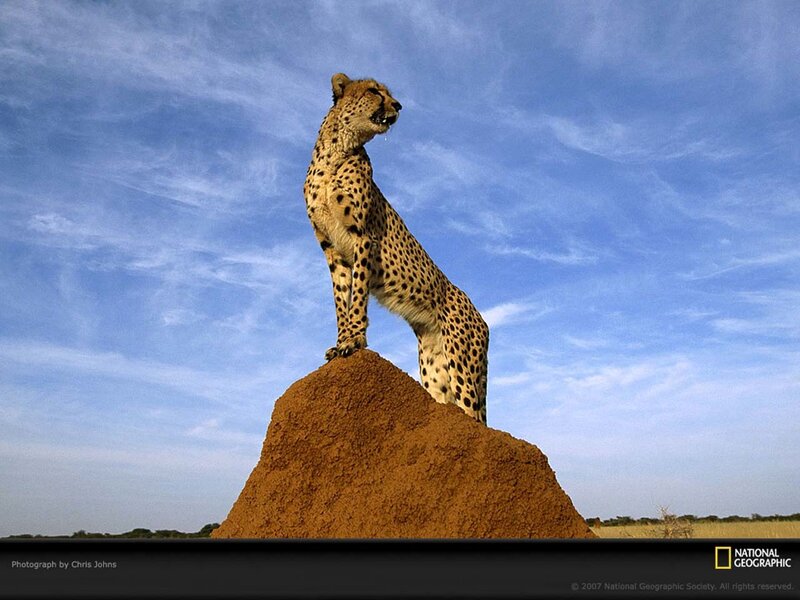 Cheetah on a termite mound