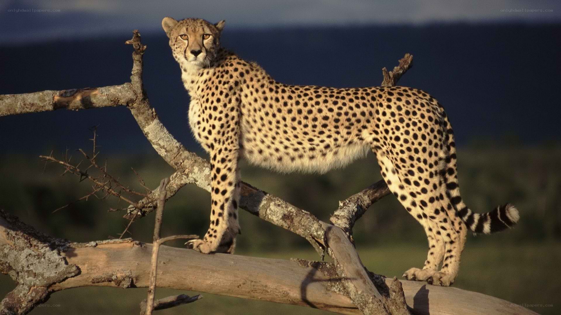 Cheetah on a tree branch