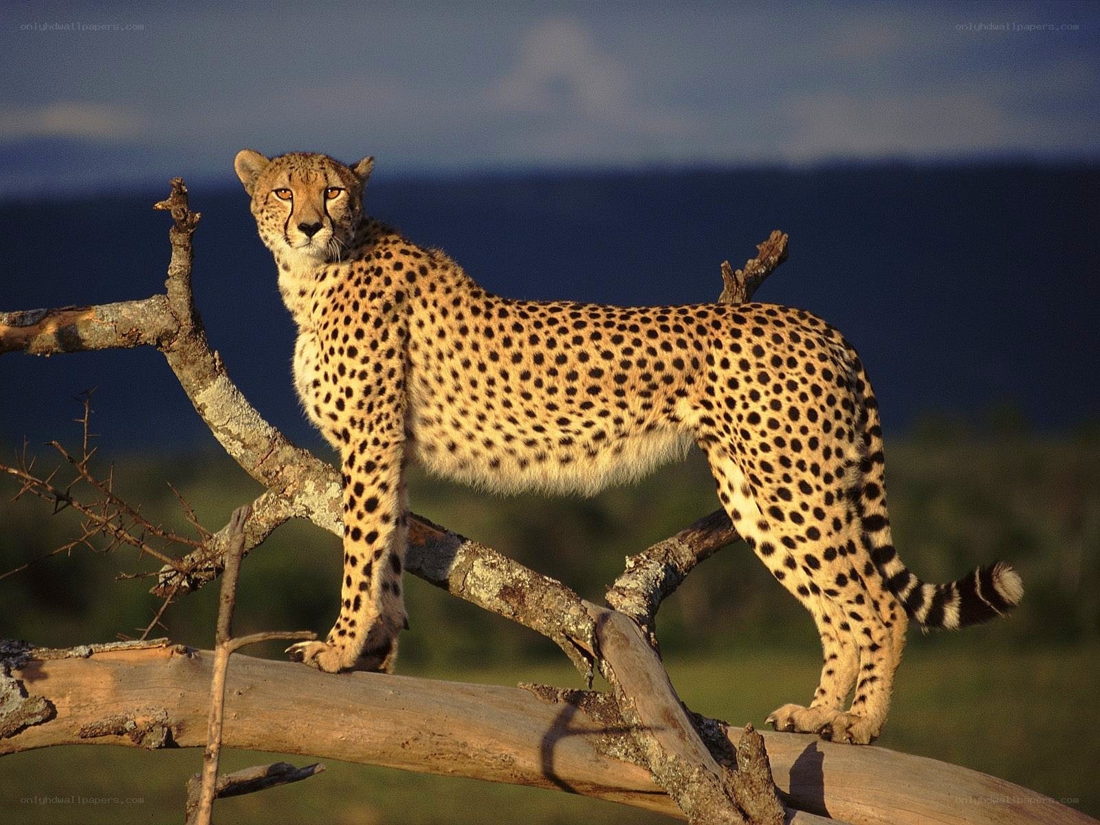 Cheetah on a tree branch