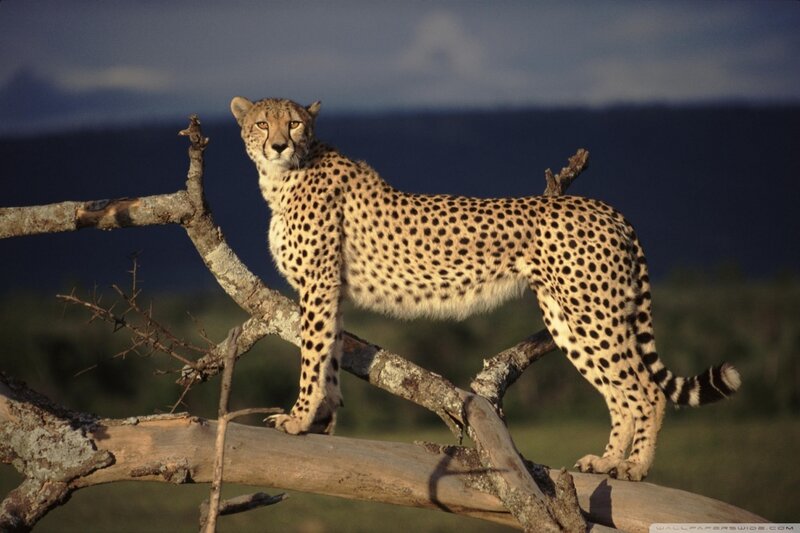 Cheetah on a Tree Branch — Tan