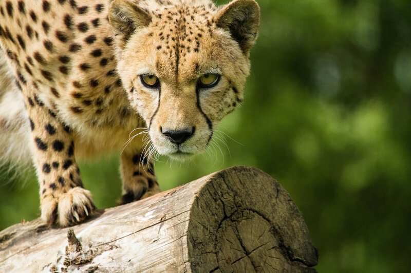 Cheetah on Log — Brown