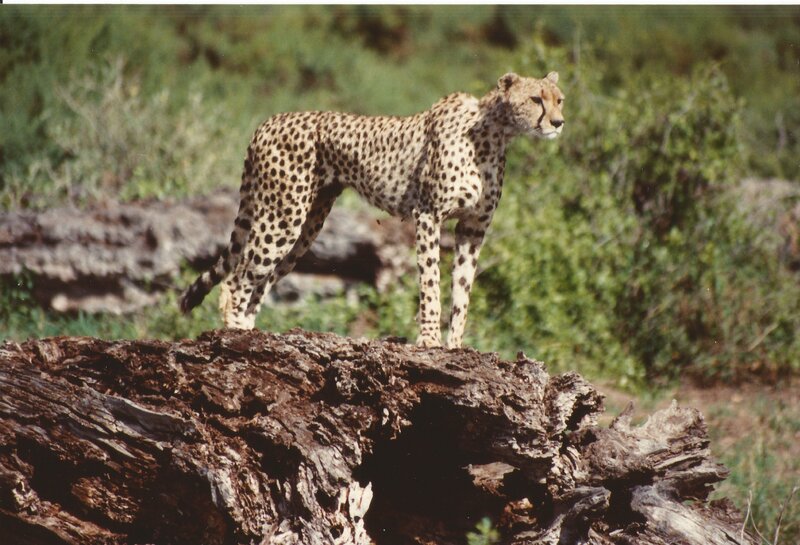 Cheetah on Log