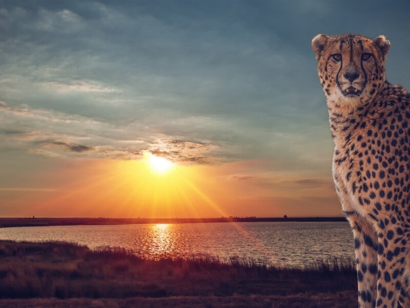 Cheetah on Riverbank