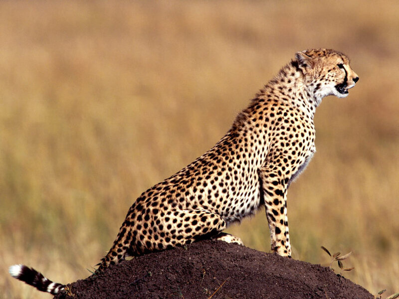 Cheetah on Termite Mound — Brown, Alert