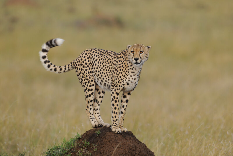 Cheetah on Termite Mound — Tan