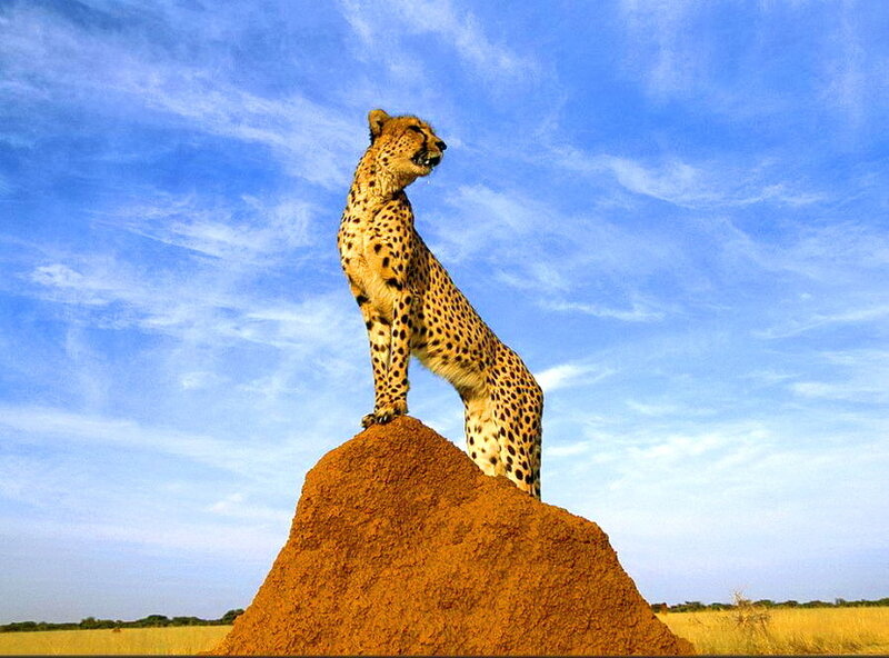Cheetah on Termite Mound