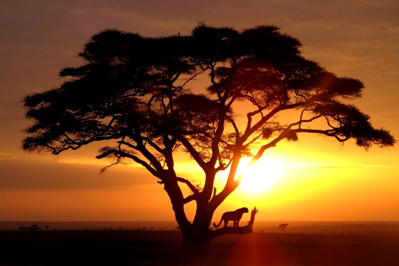 Cheetah on Tree Branch — Orange