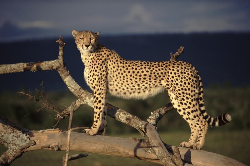Cheetah on Tree Branch — Tan, Alert, Sunset, Photograph, Tree Branch