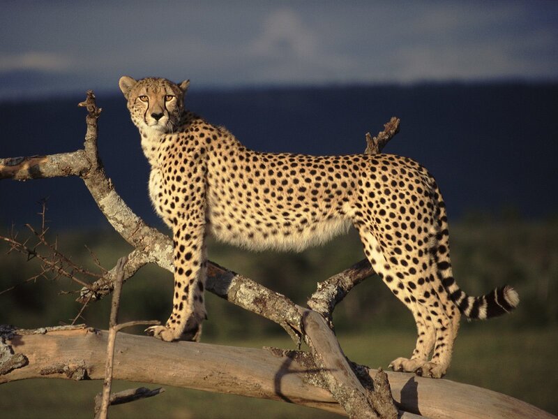 Cheetah on Tree Branch — Tan, Alert