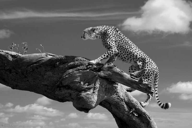 Cheetah on Tree Branch