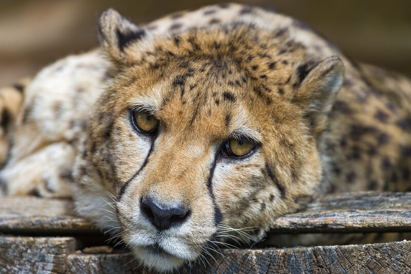 Cheetah Resting — Brown, Calm