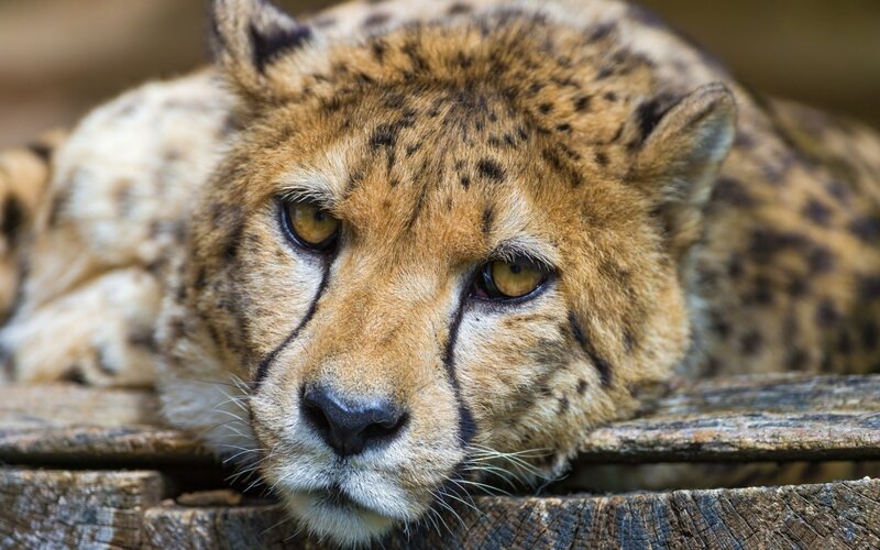 Cheetah Resting — Brown