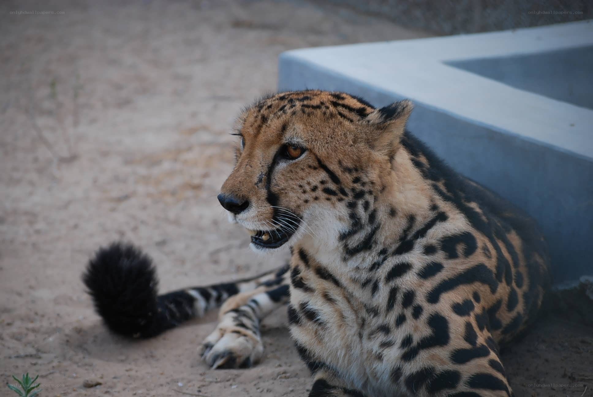 cheetah resting in enclosure