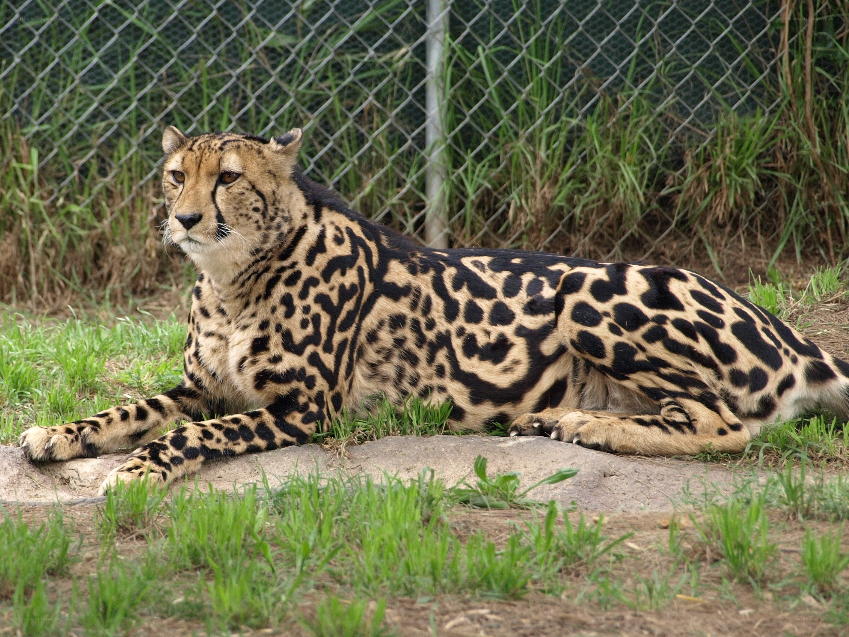 Cheetah resting in enclosure