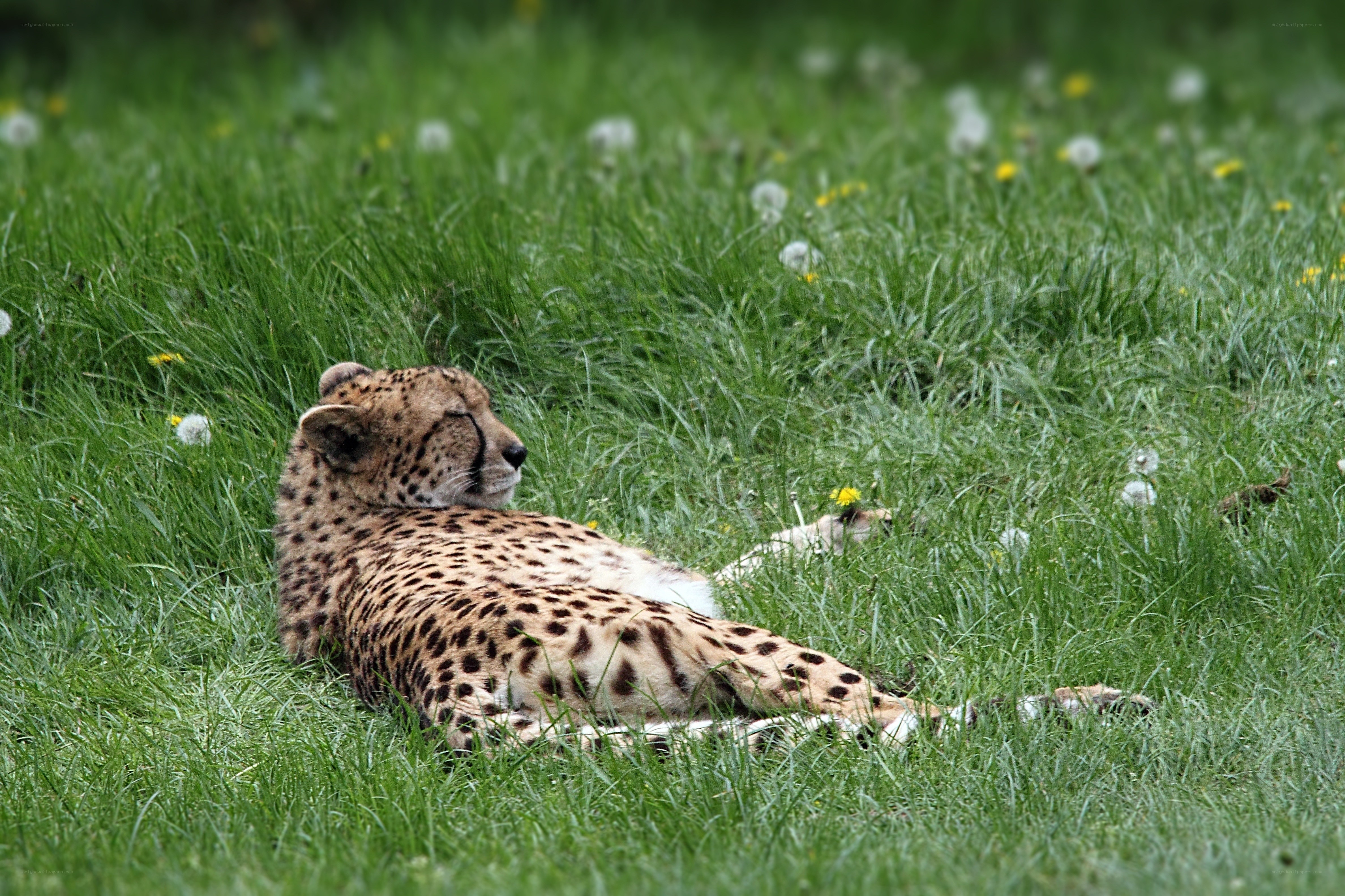 Cheetah resting in grass