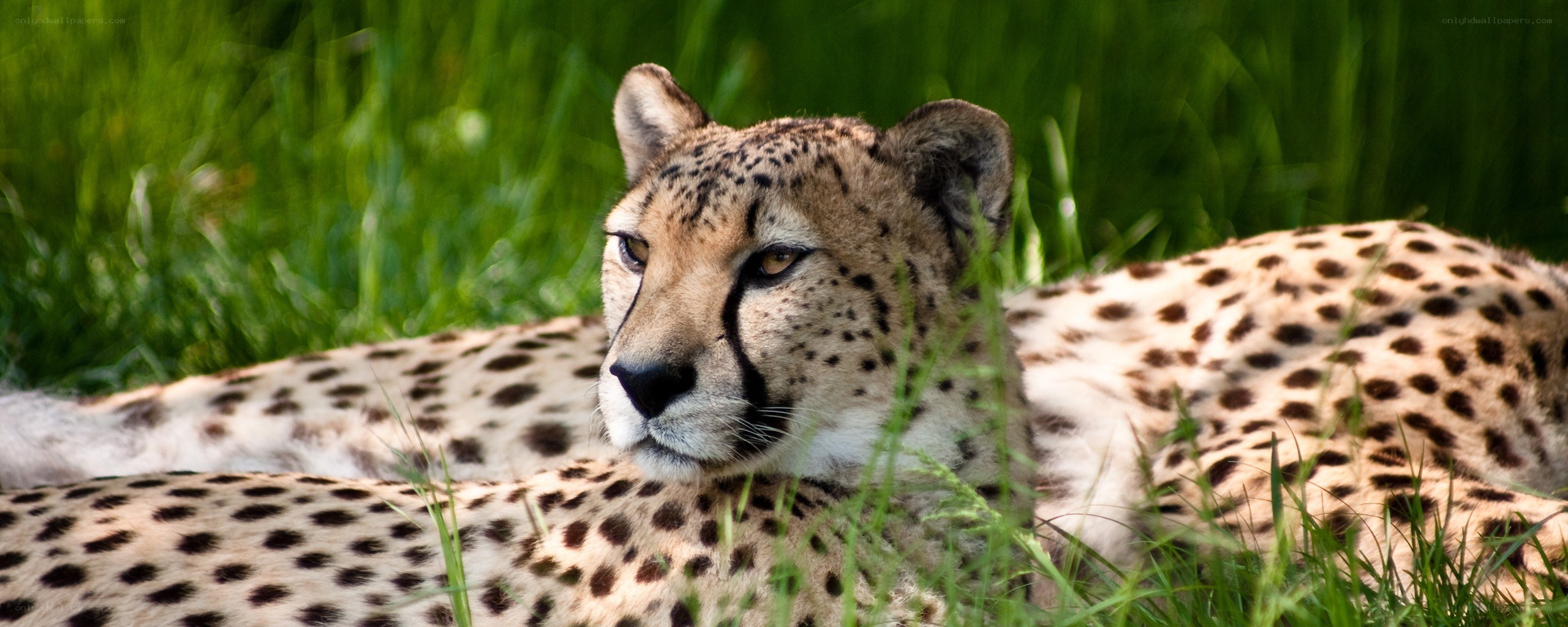 Cheetah resting in grass
