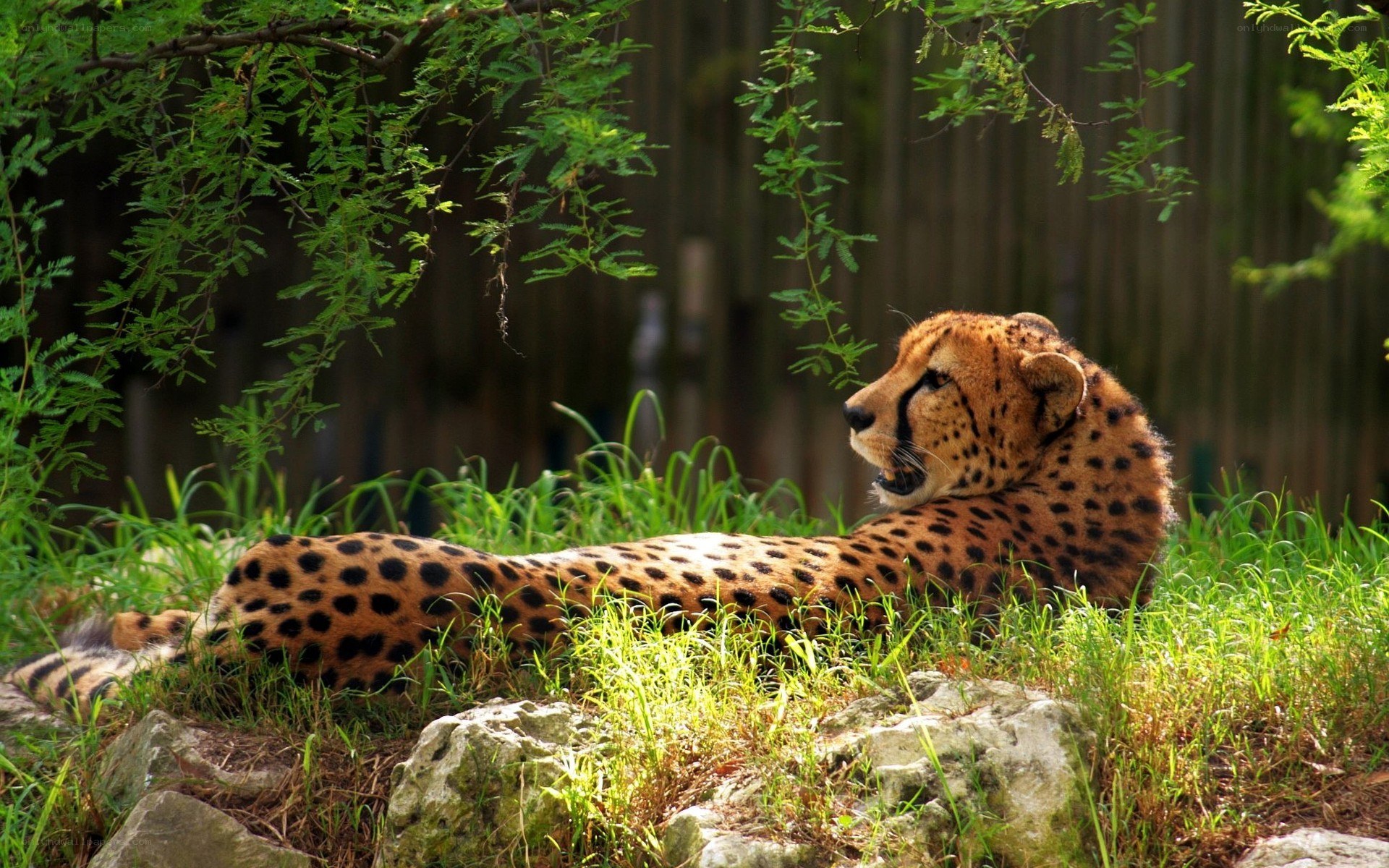 Cheetah resting in grass