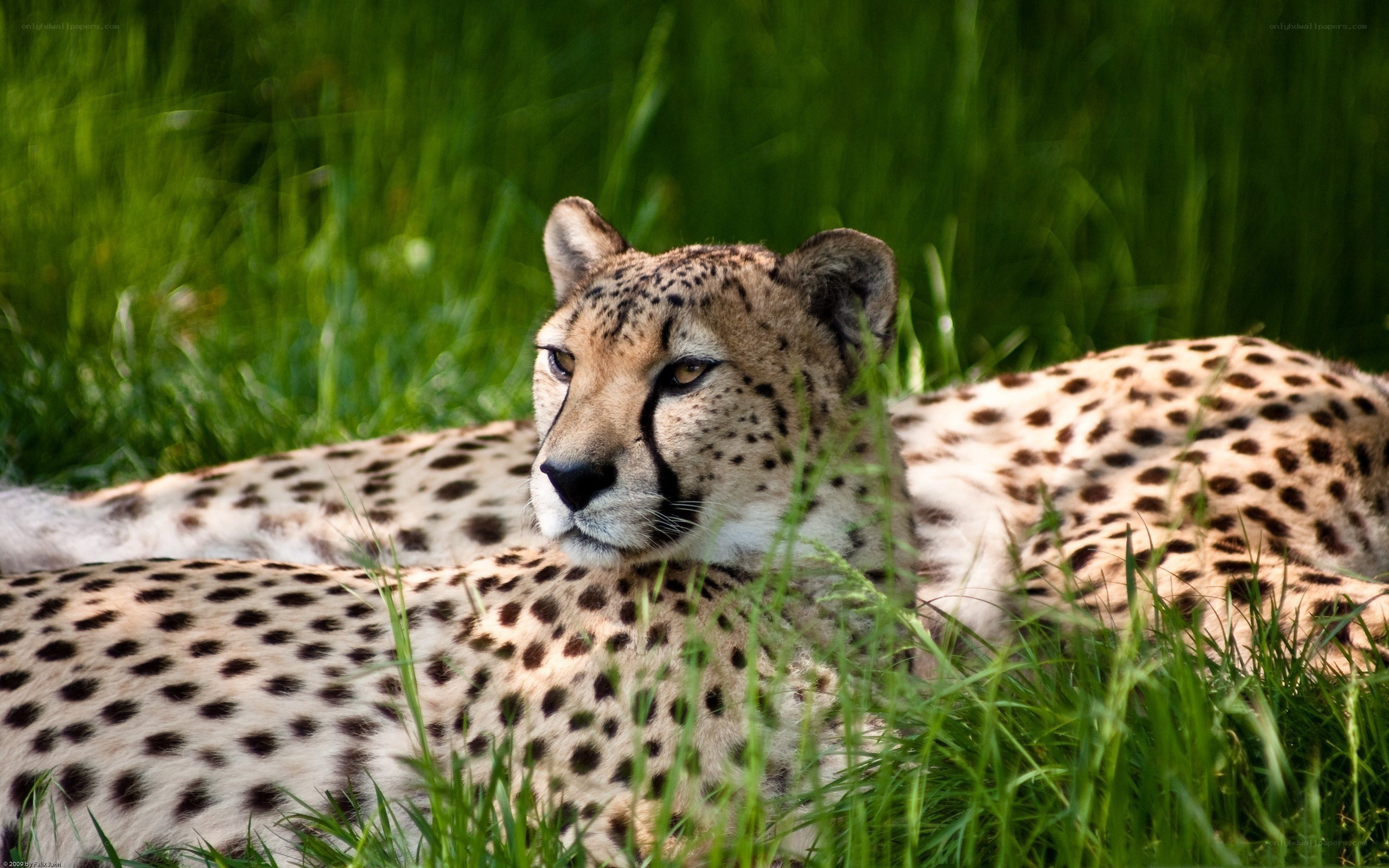Cheetah resting in grass