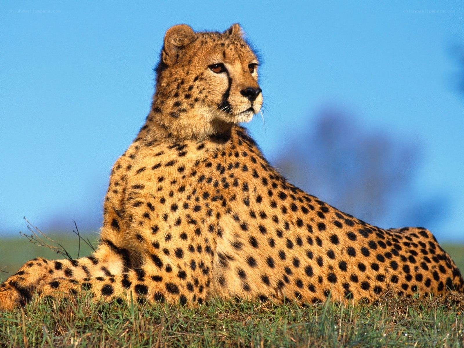 Cheetah resting in grass