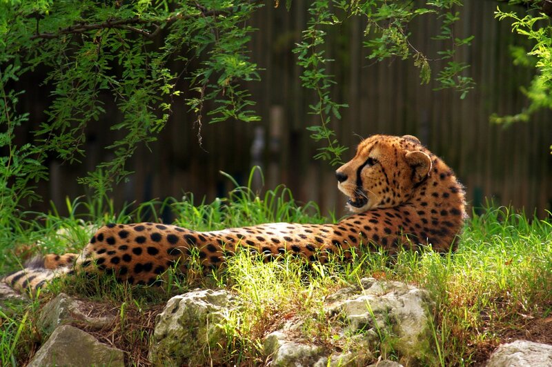 Cheetah resting in grass