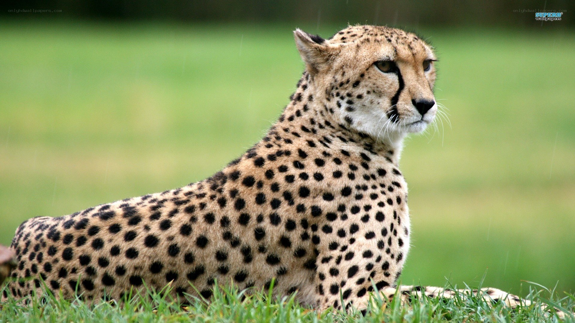 Cheetah resting in grass
