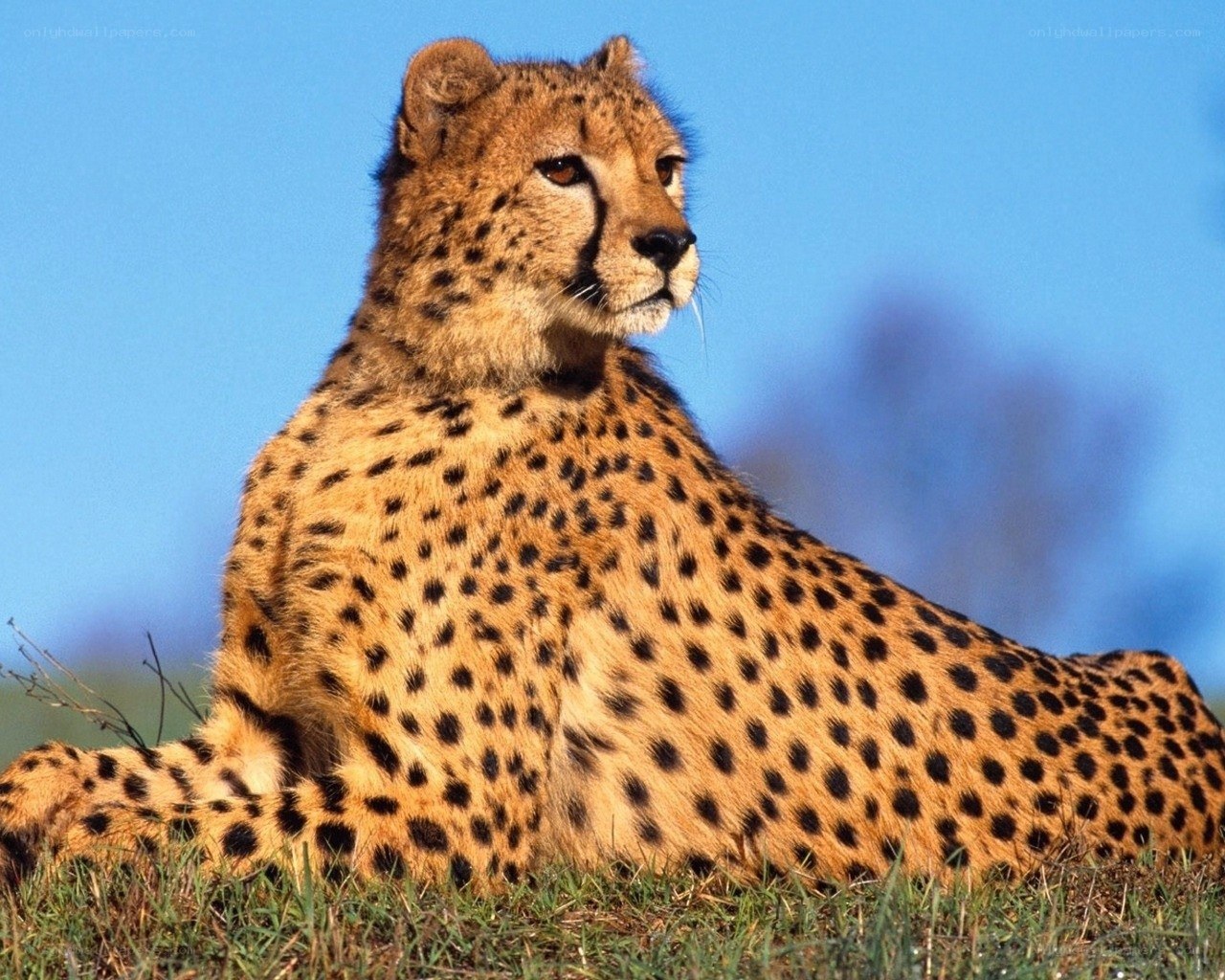 Cheetah resting in grass