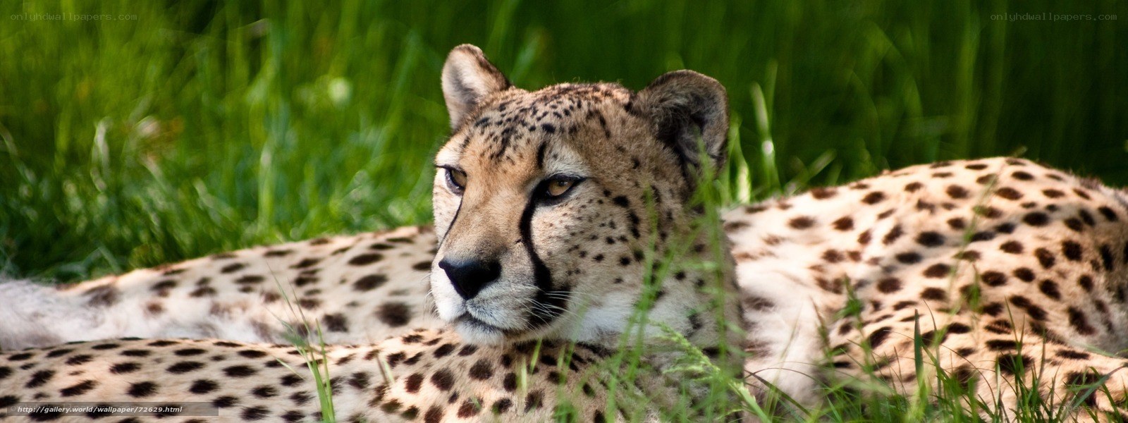 Cheetah resting in grass