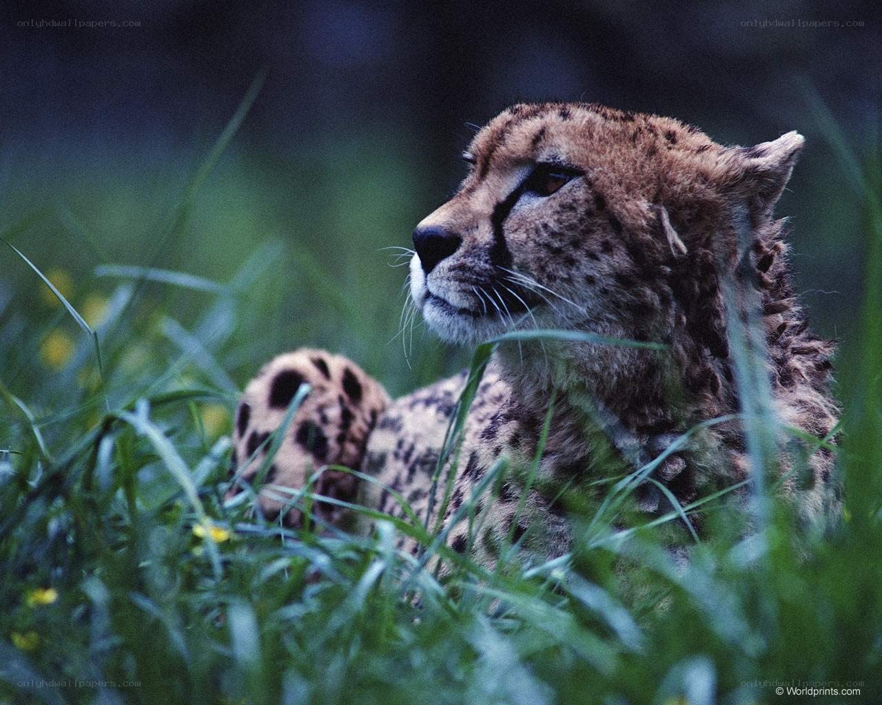 Cheetah resting in grass