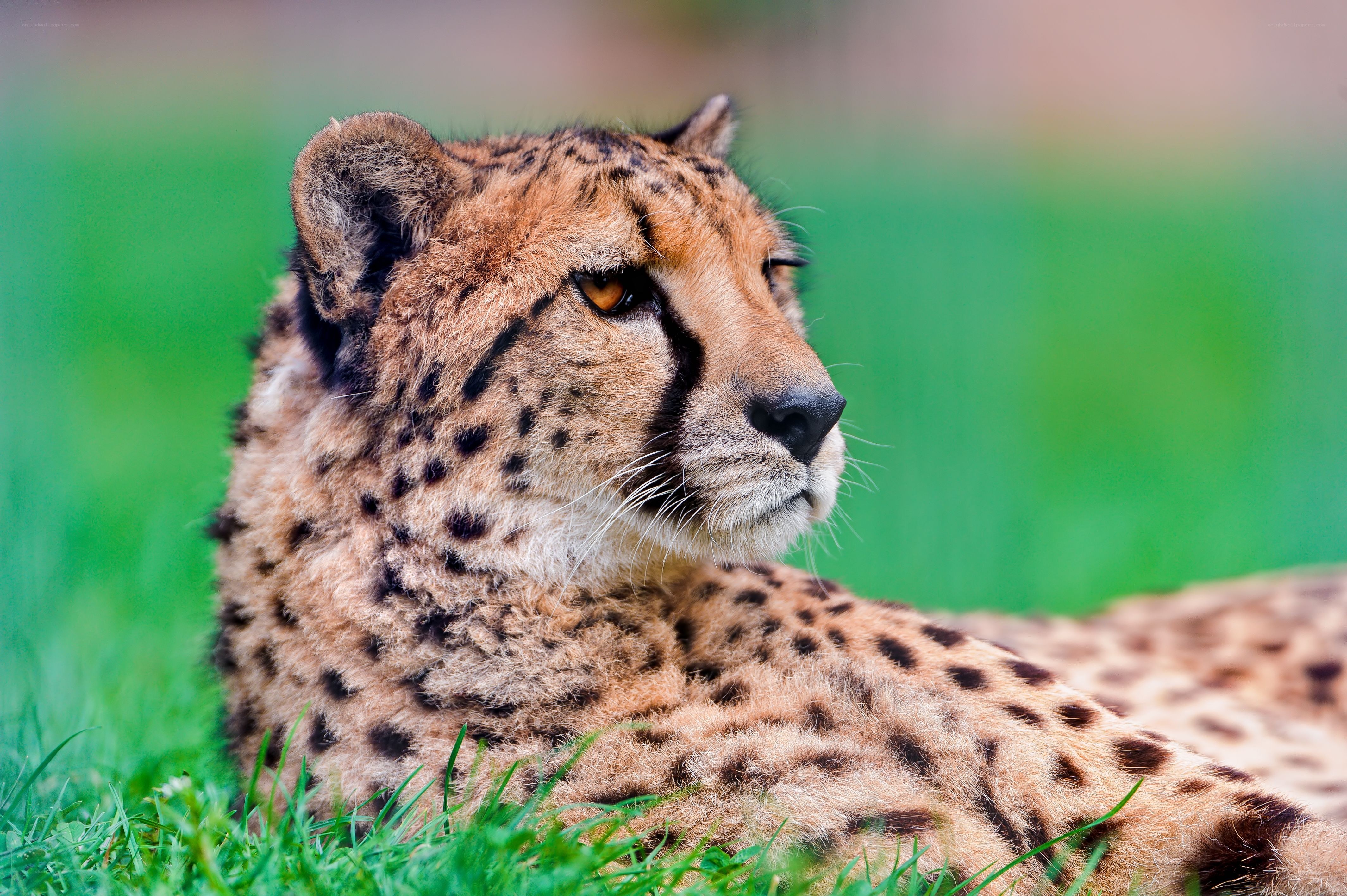 Cheetah resting in grass