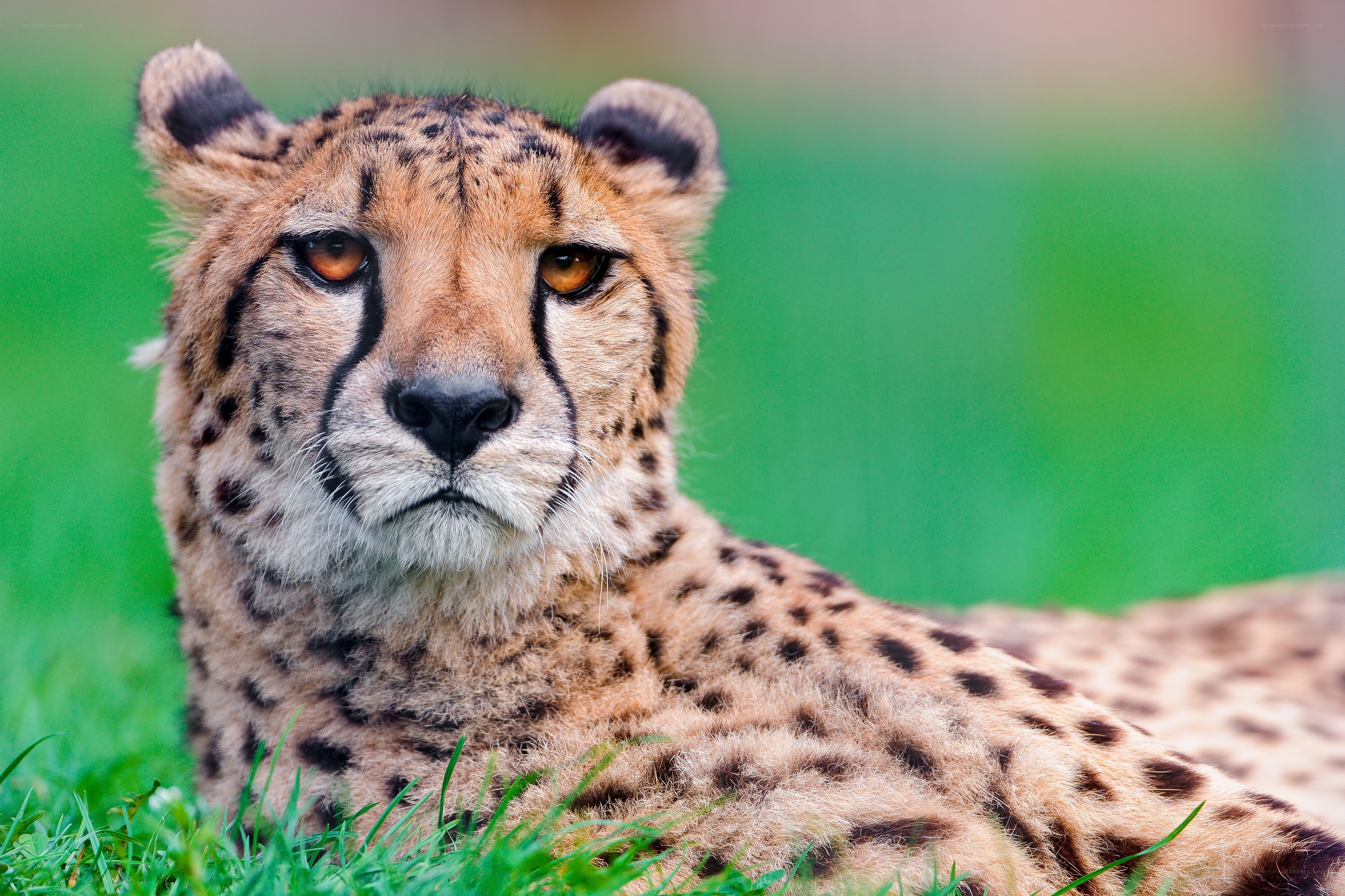 Cheetah resting in grass