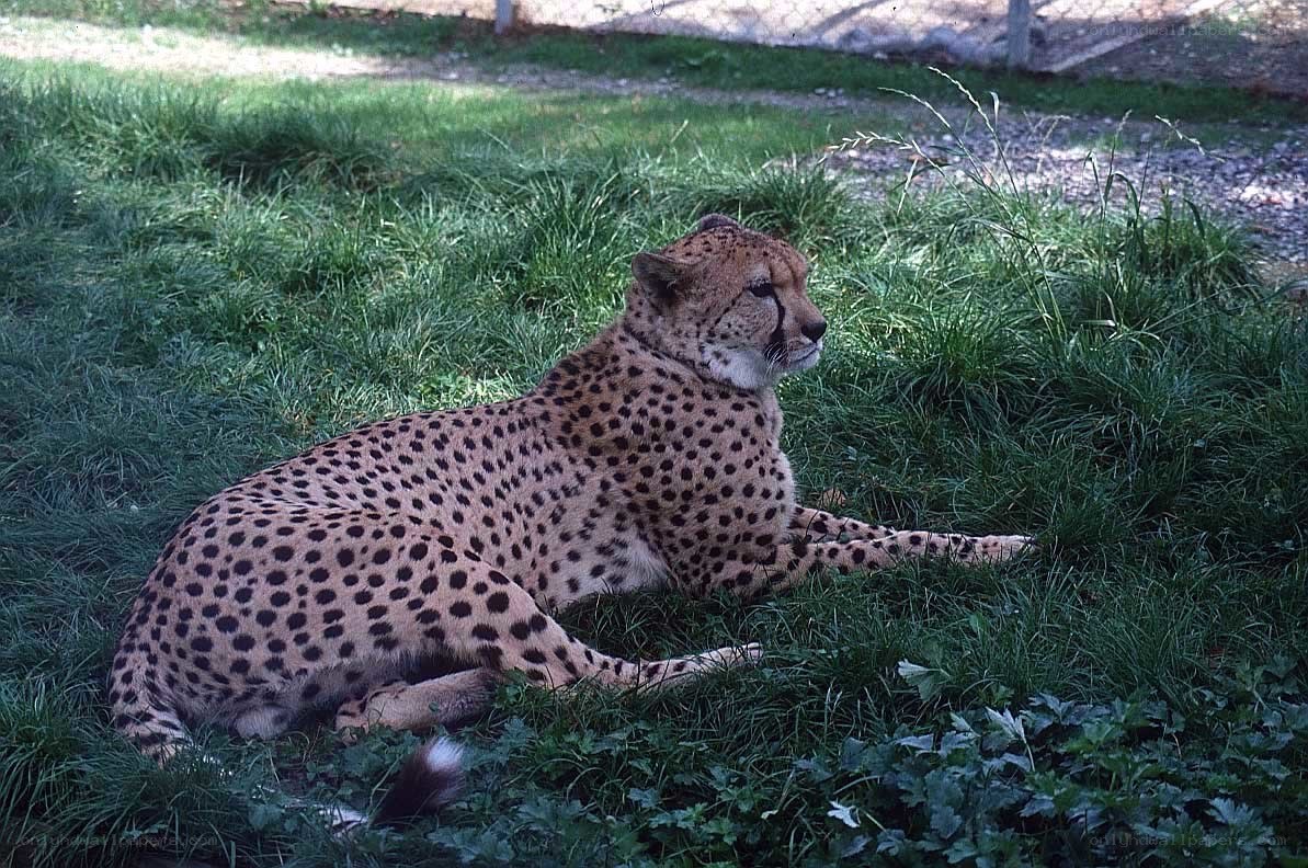 Cheetah resting in grass