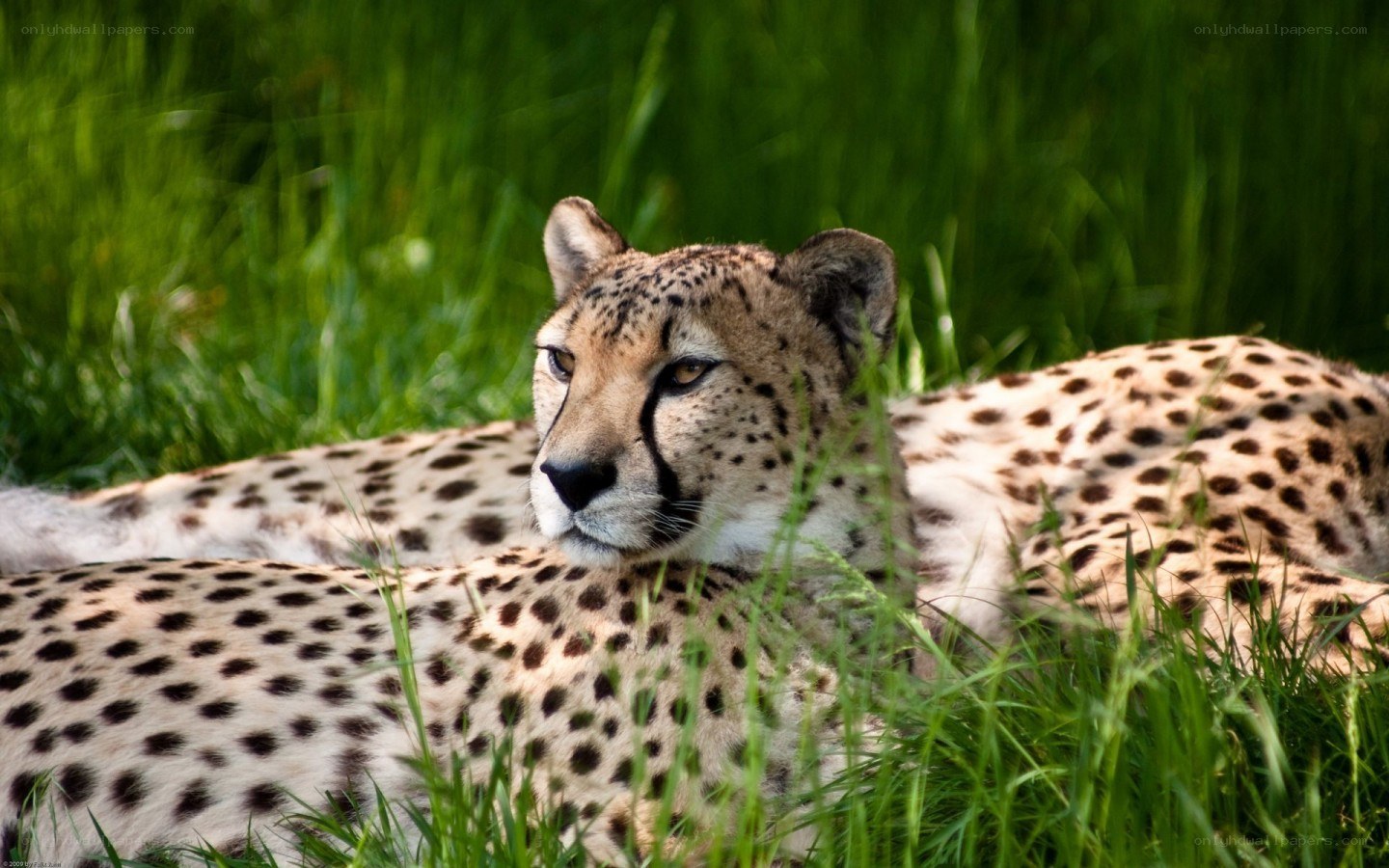 Cheetah resting in grass