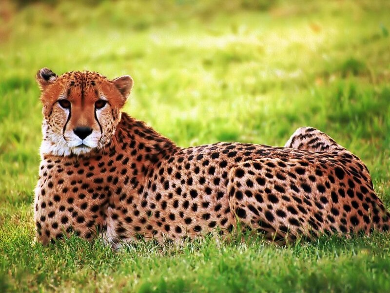 Cheetah resting in grass