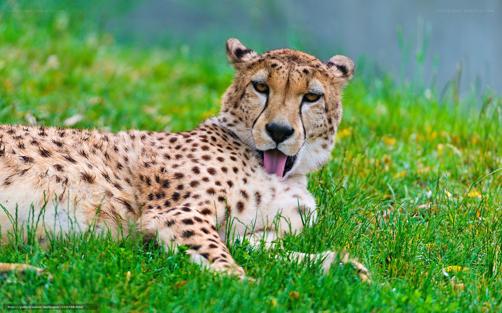 Cheetah resting in grass