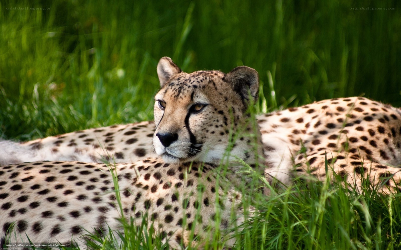 Cheetah resting in grass
