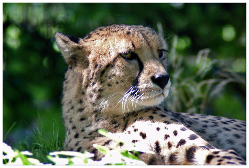 Cheetah Resting in Grass — Green, Calm