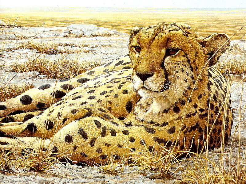 Cheetah Resting in Grass — Tan, Calm