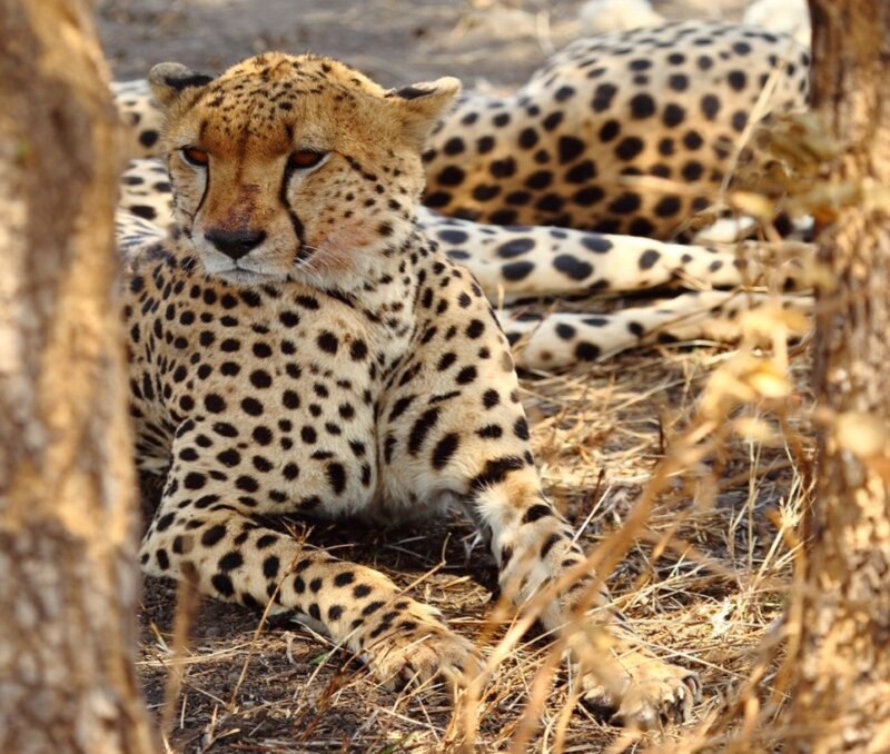 Cheetah Resting in Grass — Tan