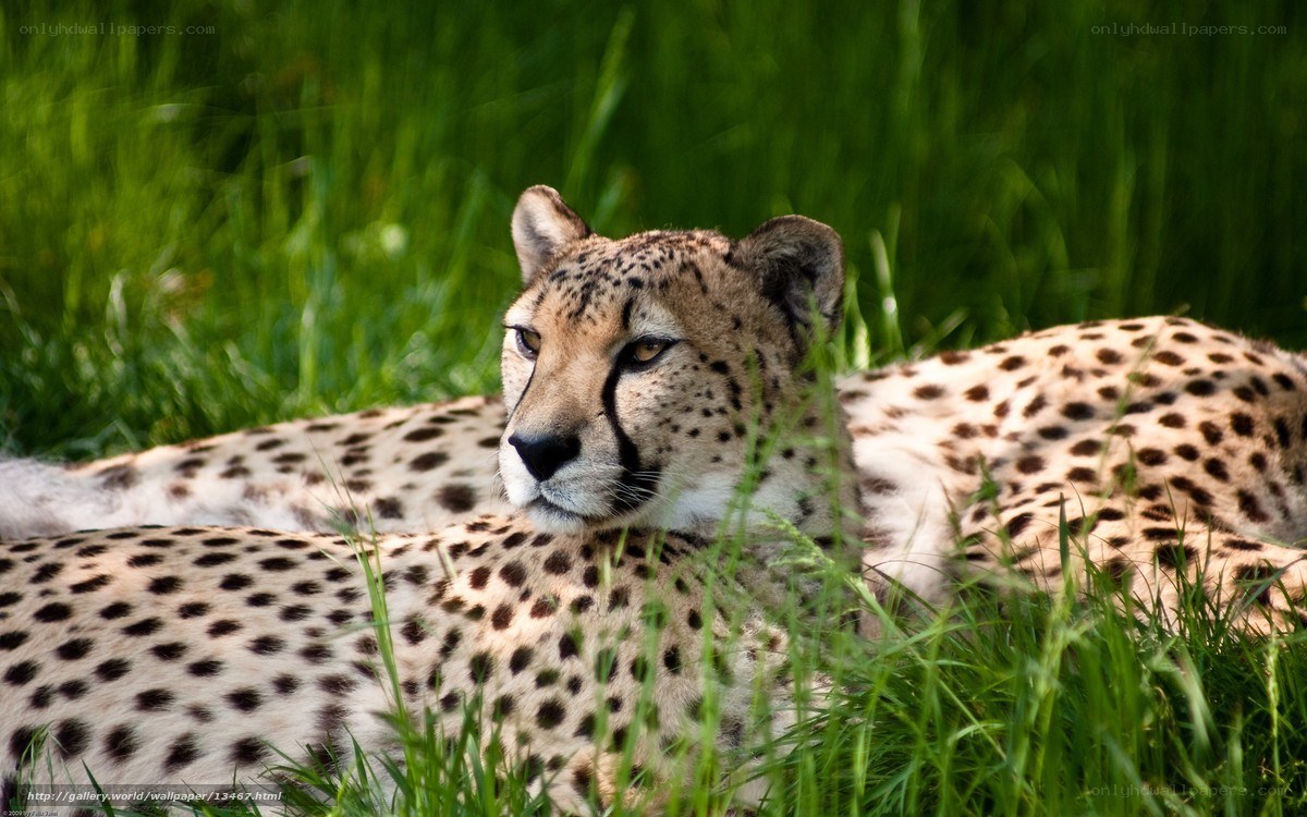 Cheetah resting in grass