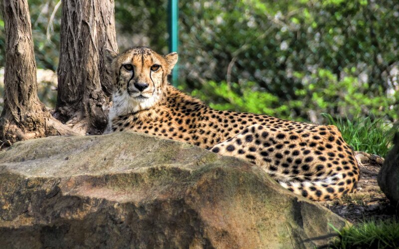 Cheetah resting in natural setting
