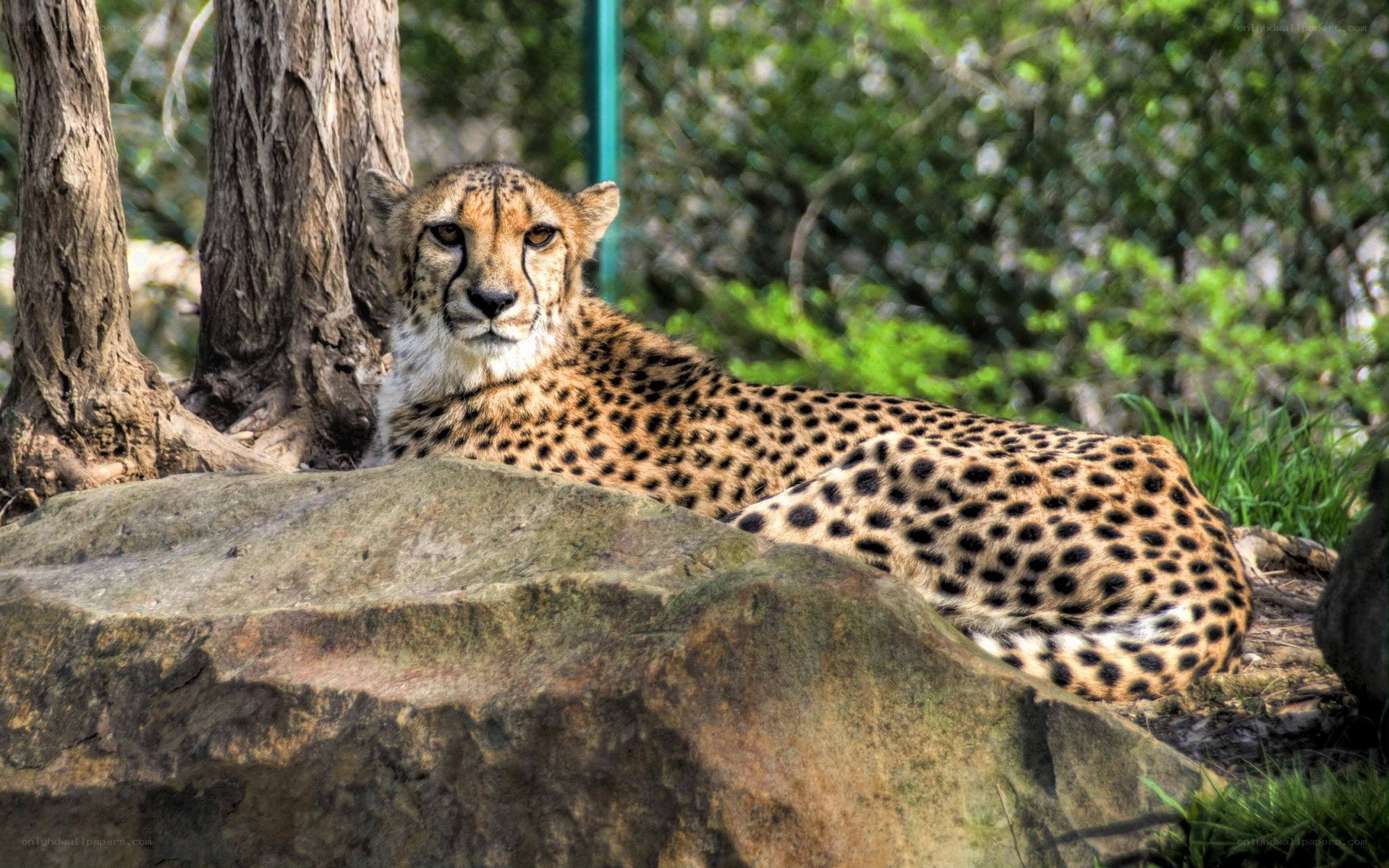 Cheetah resting in natural setting
