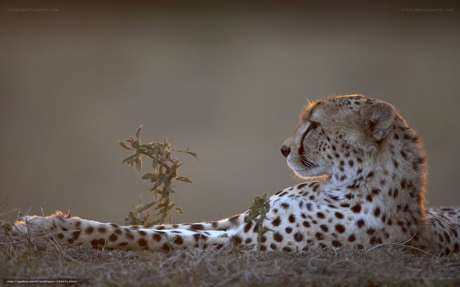 Cheetah resting in savanna