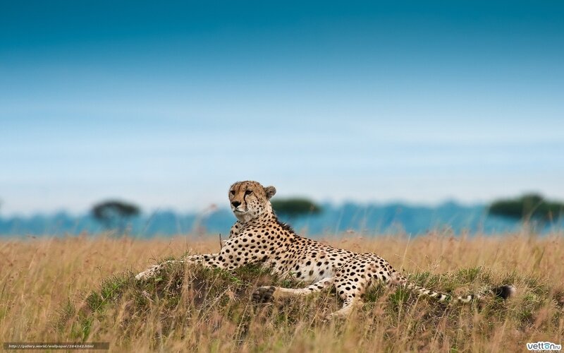 Cheetah resting in savanna
