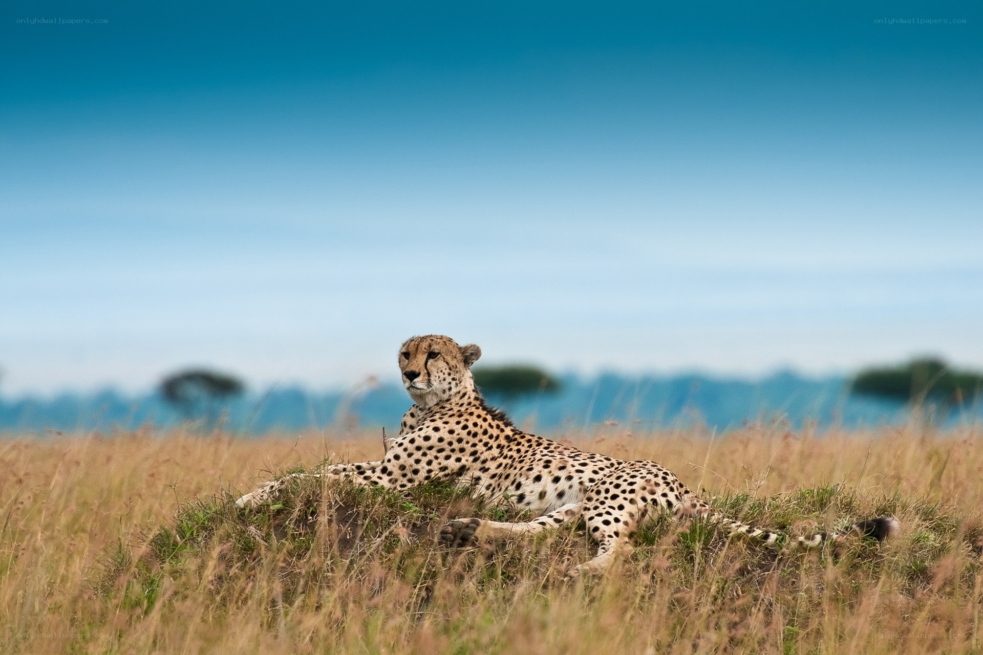 Cheetah resting in savanna