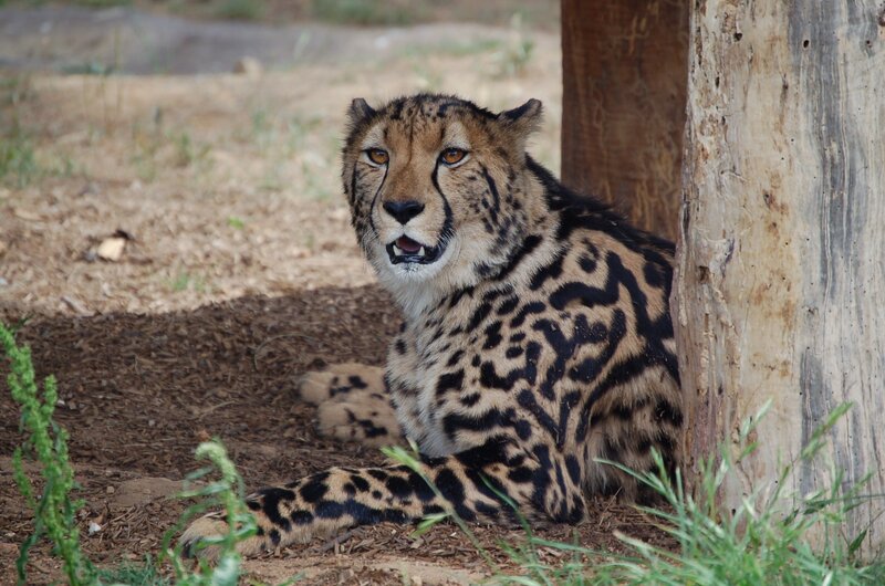 Cheetah resting in shade