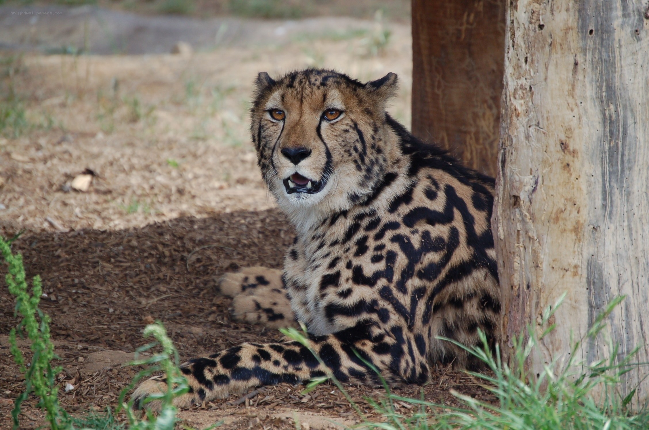 Cheetah resting in shade