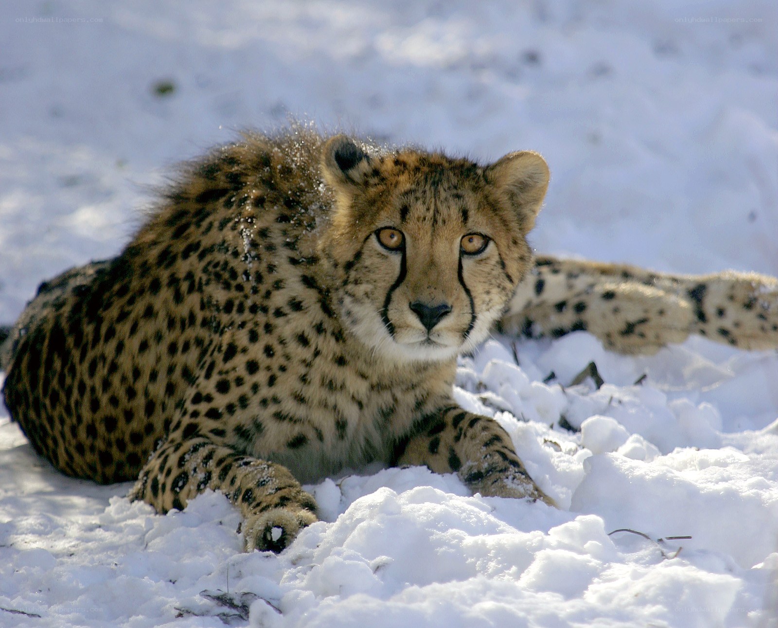 Cheetah resting in snow