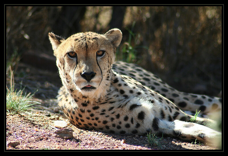 Cheetah resting in sunlight