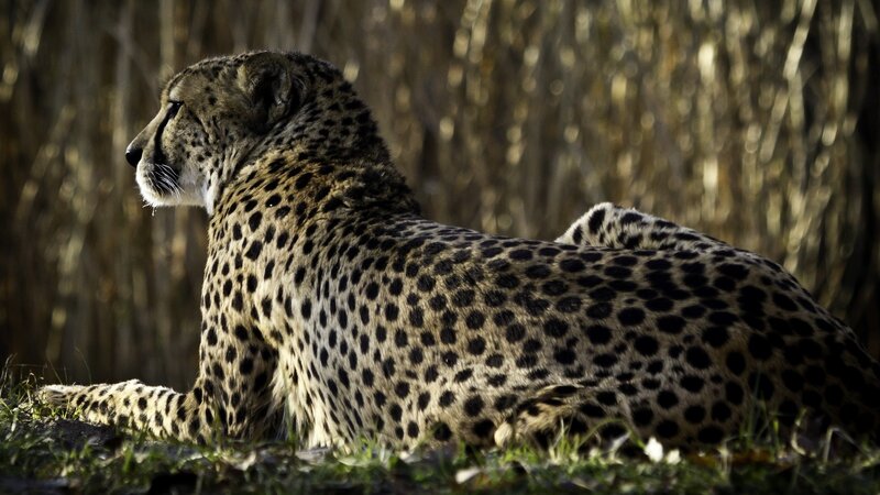 Cheetah resting in sunlight