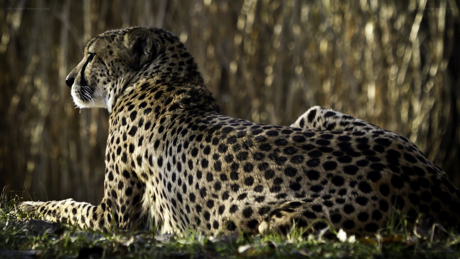 Cheetah resting in sunlight